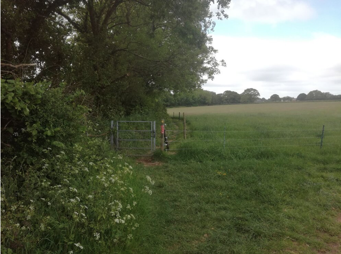 A small gate within a grassy field through which the dog walker will pass to continue the walk